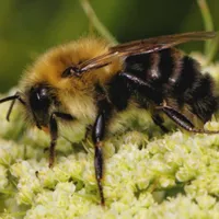 WWN Bumblebee on Flowering Carrot