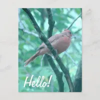 Hello! Saying Hi Cardinal on Branch Postcard