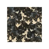 Tuxedo Cat Madness Photo Art