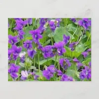 Wisconsin Wood Violets Postcard