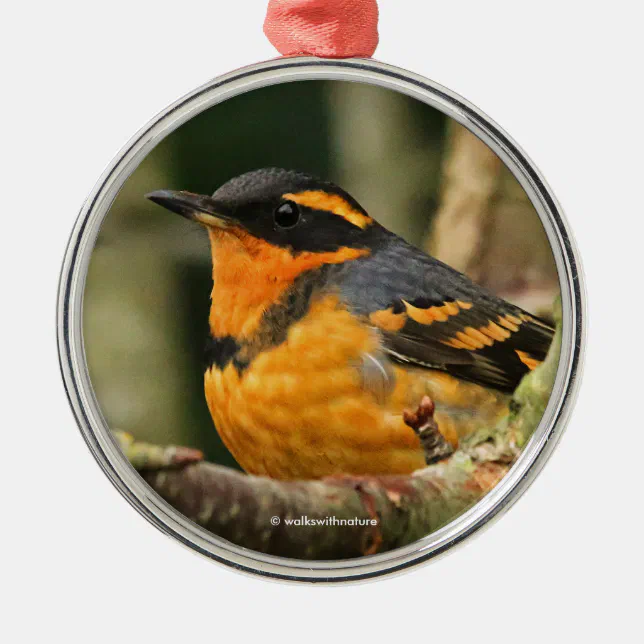 Beautiful Varied Thrush Songbird in the Tree Metal Ornament