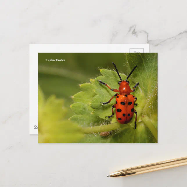 Spotted Asparagus Beetle on Lady's Mantle Postcard