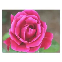 Vibrant Fuchsia Pink Rose Blossom Makro Case-Mate  Tissue Paper