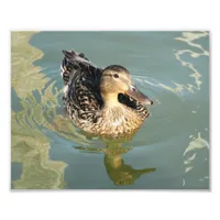 Mallard Duck and its Reflection in the Water Photo Print