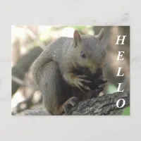 Hello Photograph of cute Squirrel eating a Walnut Postcard