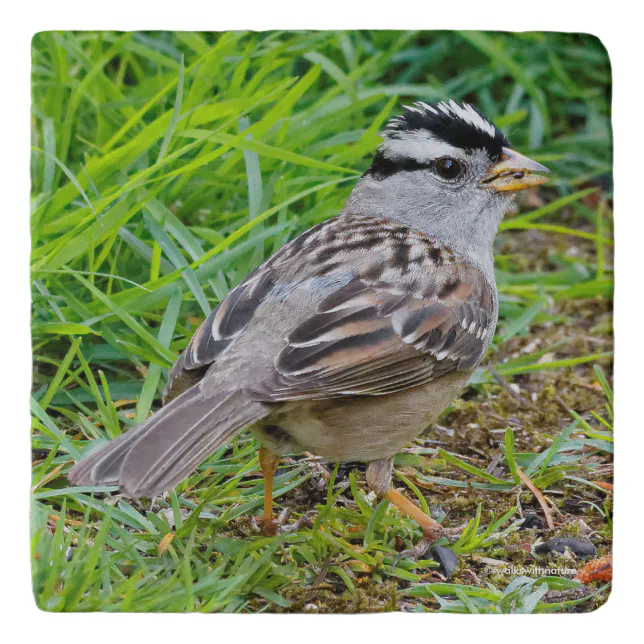 Beautiful White-Crowned Sparrow in the Grass Trivet