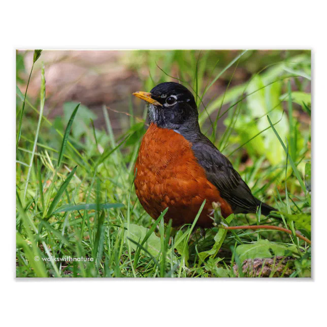 A Curious American Robin Photo Print