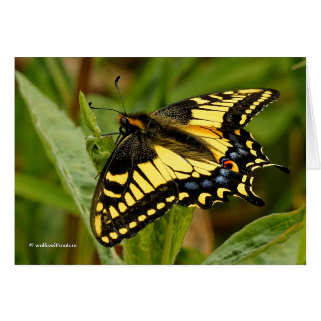 Beautiful Anise Swallowtail Butterfly in the Grass