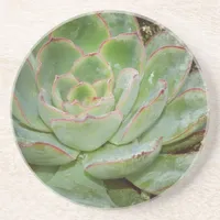 Succulent, Hen and Chicks Coaster