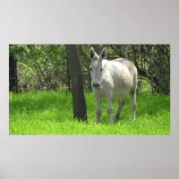 Pretty White Donkey in Green Field of Grass Poster