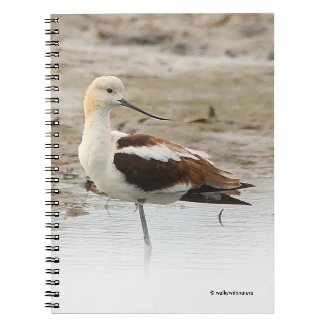 Stunning American Avocet Wading Bird at the Beach Notebook
