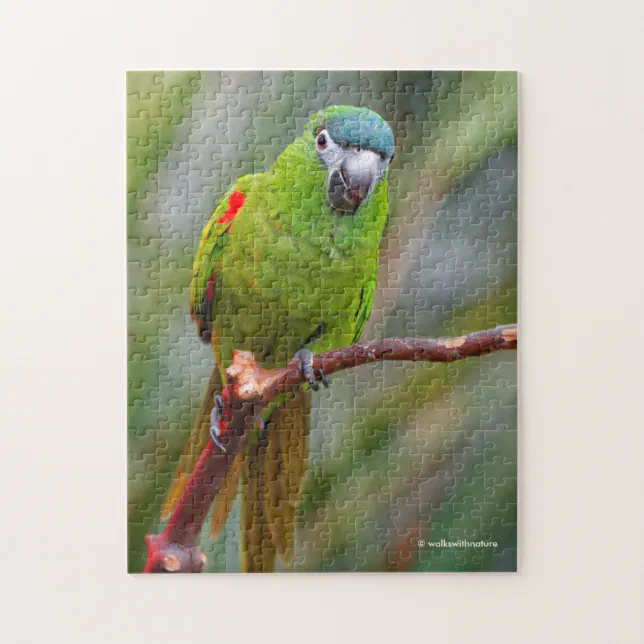 Hahn's Mini Macaw / Red-Shouldered Macaw Jigsaw Puzzle