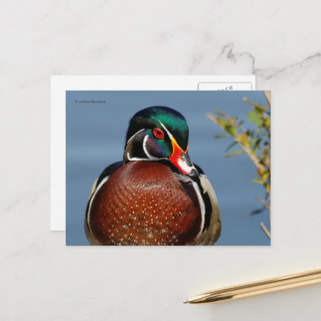 Beautiful Pensive Wood Duck in the Marsh Postcard