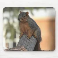 Adorable Squirrel Photograph  Mouse Pad