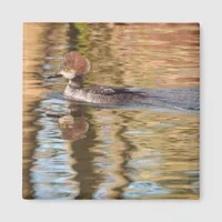 Female Merganser Duck Swims by in Calm Water Magnet