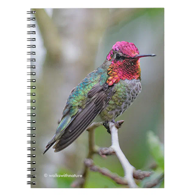 Stunning Male Anna's Hummingbird on the Plum Tree Notebook