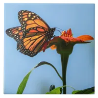 Monarch Butterfly Feeding on Orange Flower Ceramic Tile