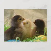 Easter Chickens Holiday Postcard