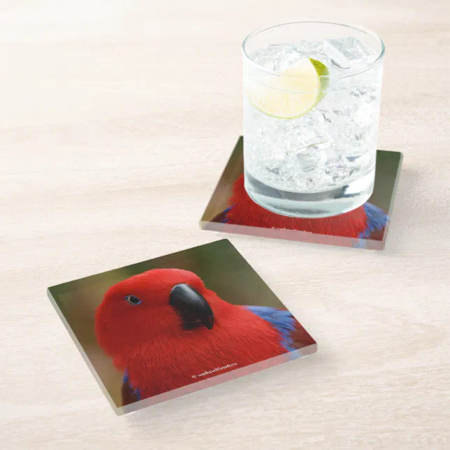 Beautiful "Lady in Red" Eclectus Parrot Glass Coaster