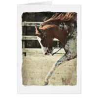 Pinto Horse Blank Inside Greeting Card 