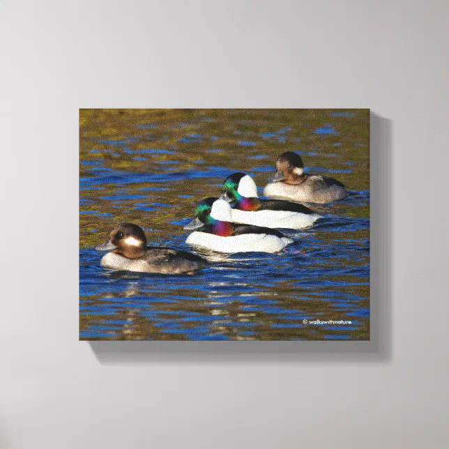Getting My Ducks in a Row: Four Bufflehead Ducks Canvas Print