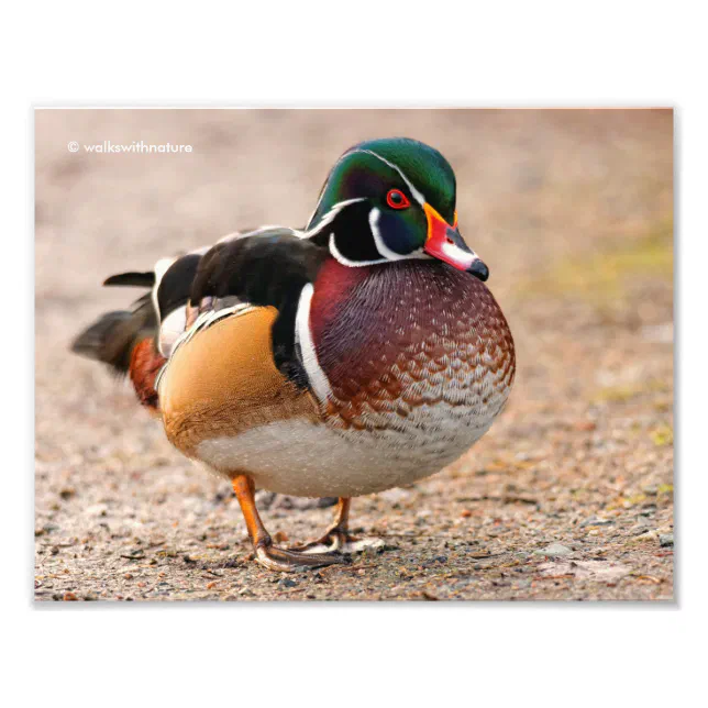 A Posing Wood Duck Drake Photo Print
