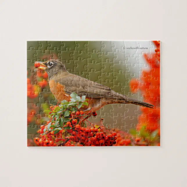 American Robin with a Pyracantha Pomme Jigsaw Puzzle