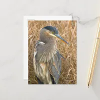 Great Blue Heron in a Field of Golden Reeds Postcard