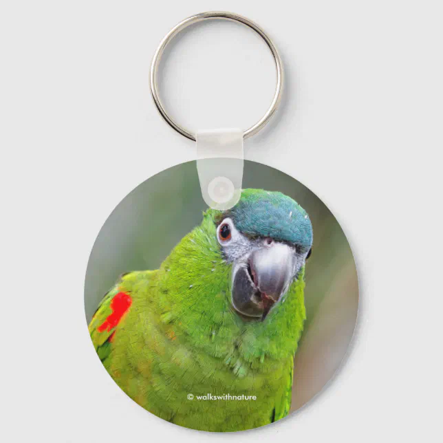 Cute Hahn's Red Shouldered Mini Macaw Parrot Bird Keychain