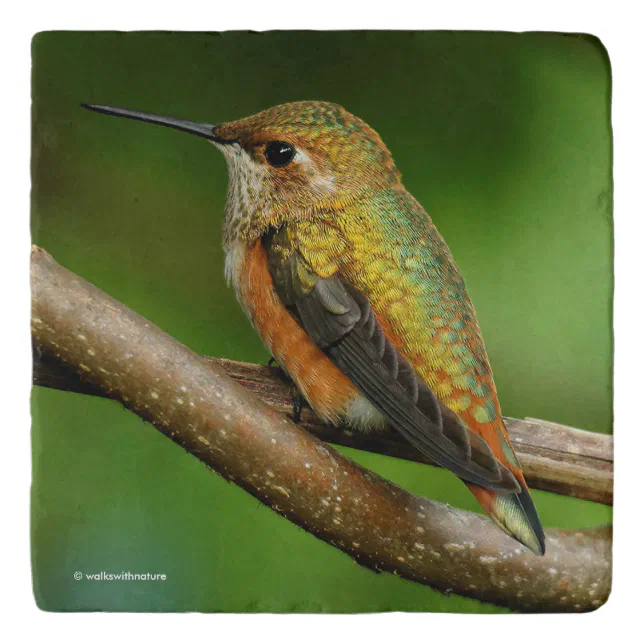 Stunning Rufous Hummingbird on Twining Vines Trivet