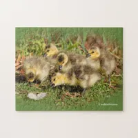 Adorable Baby Canada Geese on the Grass Jigsaw Puzzle