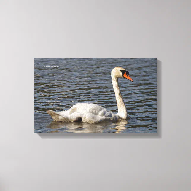 Elegant Mute Swans at Stanley Park Lagoon Canvas Print