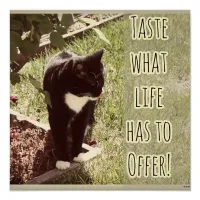 Taste Life Motivational Cat Photo Quote Poster