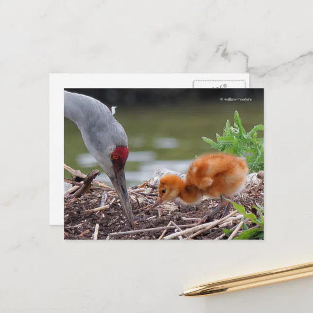 Greater Sandhill Crane Father and Child Postcard