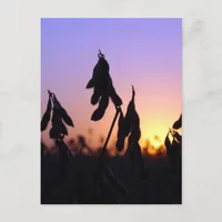 Soybeans at Sunset Postcard