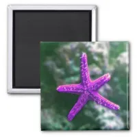 One Purple Starfish Rocky Beach Magnet