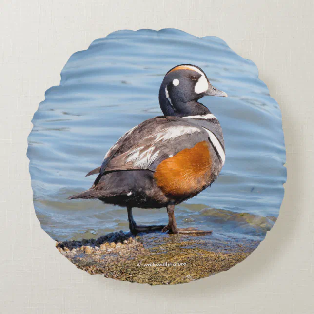 Beautiful Harlequin Duck on the Rock Round Pillow