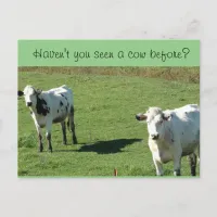 Funny Postcard, "Haven't you seen a Cow Before?" Postcard