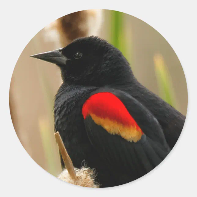 Red-Winged Blackbird on the Bulrush Classic Round Sticker