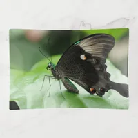 Paris Peacock Swallowtail Butterfly on Leaf Trinket Tray