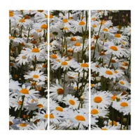 A Field of Oxeye Daisies Triptych