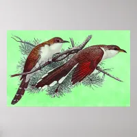 Black & Yellowed Billed Cuckoo Birds Poster