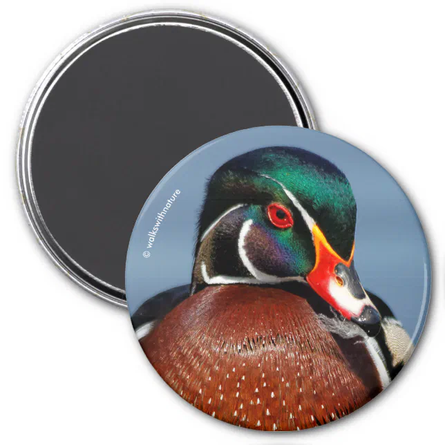 Beautiful Pensive Wood Duck in the Marsh Magnet