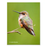 Cute Rufous Hummingbird on California Lilac Photo Print