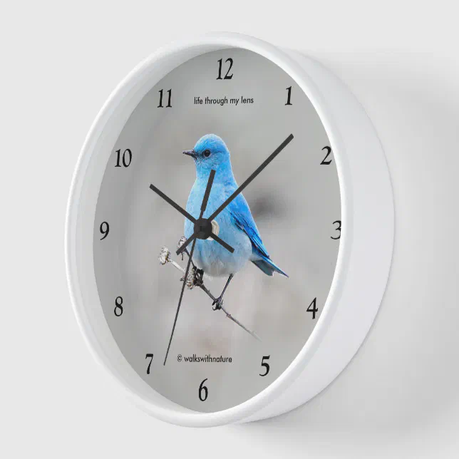 Beautiful Mountain Bluebird Songbird on Tansy Wall Clock