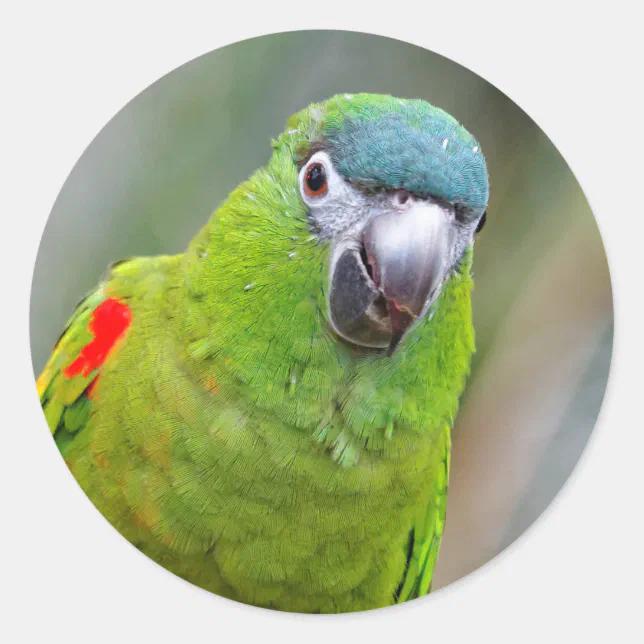 Hahn's Mini Macaw / Red-Shouldered Macaw Classic Round Sticker