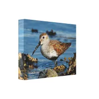 A Beautiful Dunlin Goes Solo Canvas Print