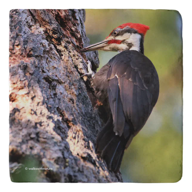 Beautiful Pileated Woodpecker on the Tree Trivet