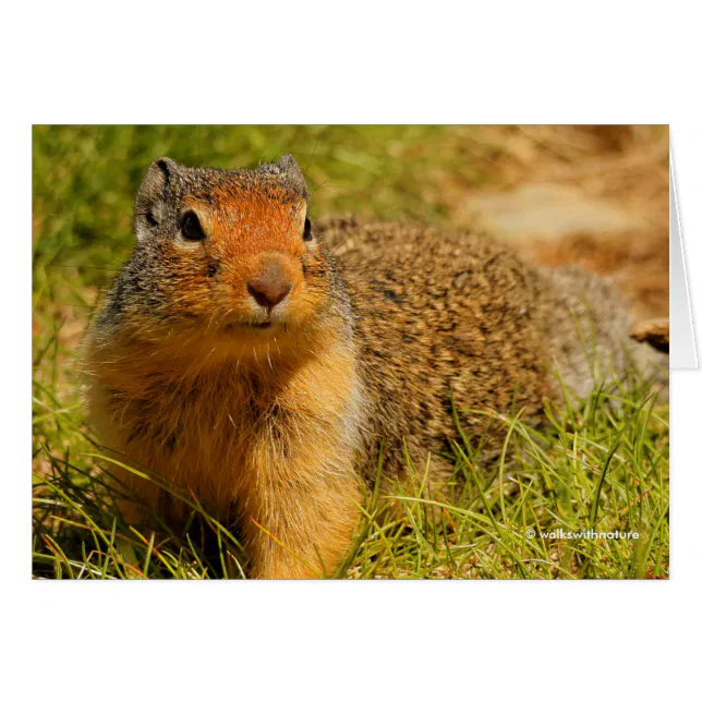 A Twitchy-Nosed Columbian Ground Squirrel
