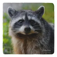 Face to Face with a North American Raccoon Trivet